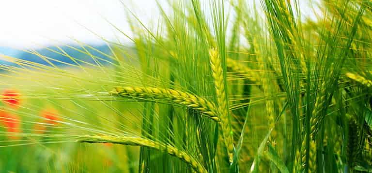 Agriculture-Wallpaper