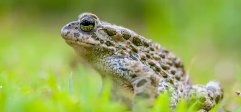 toads eyes image.